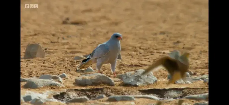 Pale chanting goshawk (Melierax canorus argentior) as shown in Planet Earth II - Deserts
